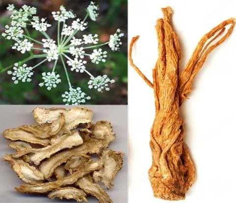 Angelica sinensis