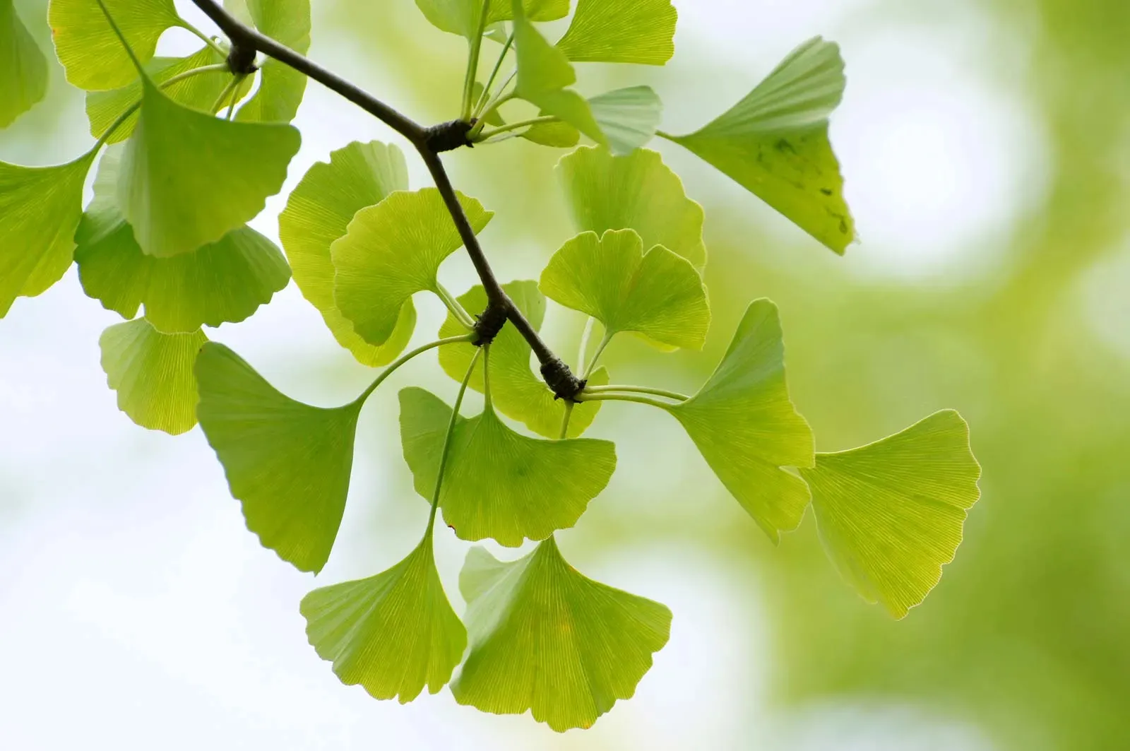 Ginkgo biloba